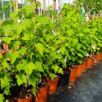 Ríbezľa čierna (Ribes nigrum) ´TITANIA´ - stredne skorá, výška 40-60 cm, kont. C5L - KRÍKOVÁ
